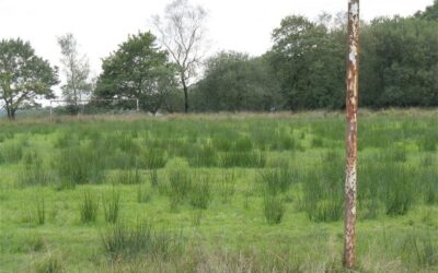The biodiversity bottleneck